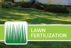 lawn fertilization